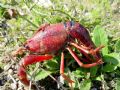 Procambarus clarkii